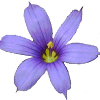 Bermuda Linens Cathy (@bermudalinens) 's Twitter Profile Photo