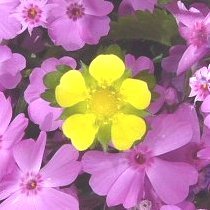 Use_Sir_Name's profile picture. アマチュア無線 7,041 kHz - FT8は5Wでの運用が多いです。 鉄棒は後回りに続いて前回りを練習中。 まいにちハングル講座を聴講中。 ピアノはありあまる富ほか練習中。 空手の形は平安四段まで覚えたところ。 手術は脊椎管狭窄症、網膜剥離、脱腸ほか。 日本薬剤学会認定製剤技師です。