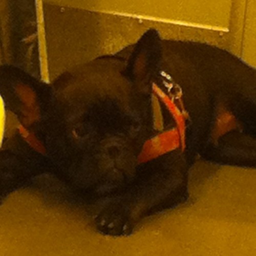 no_fro's profile picture. 