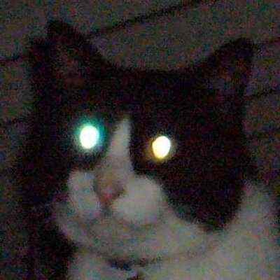 yukobon's profile image