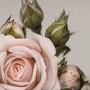 Rosemary Wade - @Rswade26 - Twitter