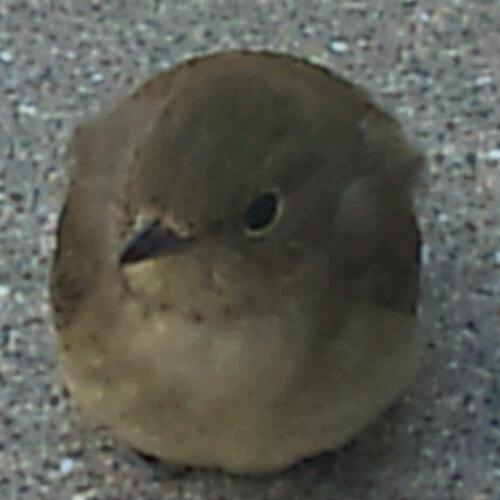 中島 啓介 Ksukenet Twitter