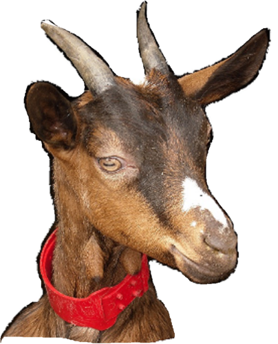 stephgallands's profile picture. Eleveuse de chèvres et mouleuse de fromages dans le Sancerrois.