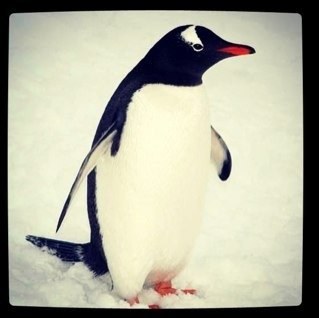 annacuppycake's profile picture. @ArianaGrande is my everything. i3u, Ari!