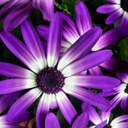 Hannah Maher - @hannahbanana692 - Twitter