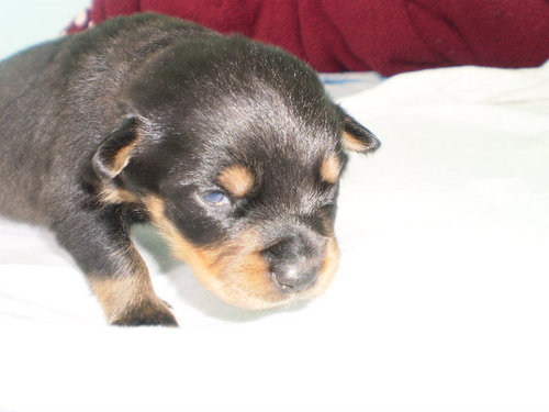 temosan22's profile picture. 