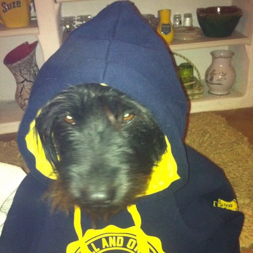 le_pas_malin's profile picture. le seul et unique Snoop Doggy Dog restant. Je suis un chien alors fuck bad bitches. #TeamAbdoDeFer #TeamBilingue