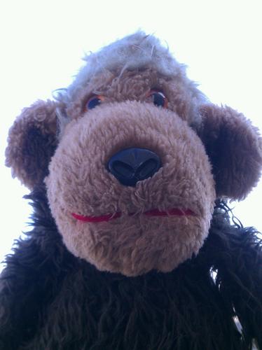 MrCBeans's profile picture. Hey hey, I'm the monkey, People say I monkey around.