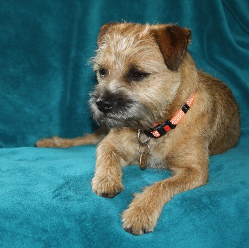 Action dog - ride motorbike, go canoeing, do agility. Also chase rabbits and squirrel's like other BTs. Hate (most) cats. Master is @tom_howe_uk born Feb11