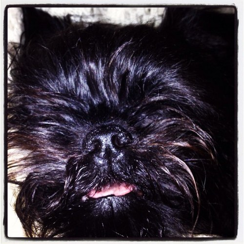 pedroandpickle's profile picture. A dog and his sister