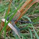 Gregory wheaton - @Gregorywheaton - Twitter