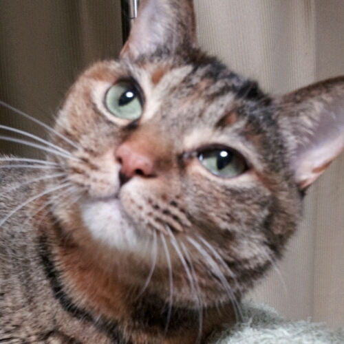 猫大好き・子供大好き・体を動かす事が大好きな主婦です。ずっと痩せられなかったのに13kg痩せられました。うれし～～＼(≧▽≦)／ 

ほめやせは2倍速ダイエット
一緒に学びながらダイエットしませんか？
あなたに最適なダイエットを提案してもらえます。サイトからダイエット診断と問診してみてください。