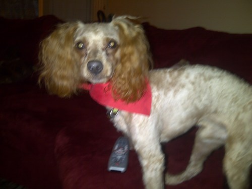 SniffSniffpet's profile picture. My Stylish his/ her dog t-shirts are customized with great phrases to choose from. I was inspired by this look from my love of fashion and designs.