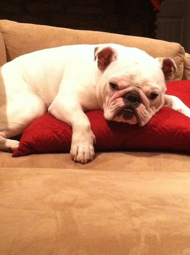 I'm Rocko an English Bulldog. I love bacon, napping, and my family. I also have icky allergies. Bulldog problems!