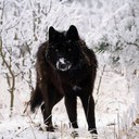 Daniel Shoup - @TheDarkWolf221 - Twitter