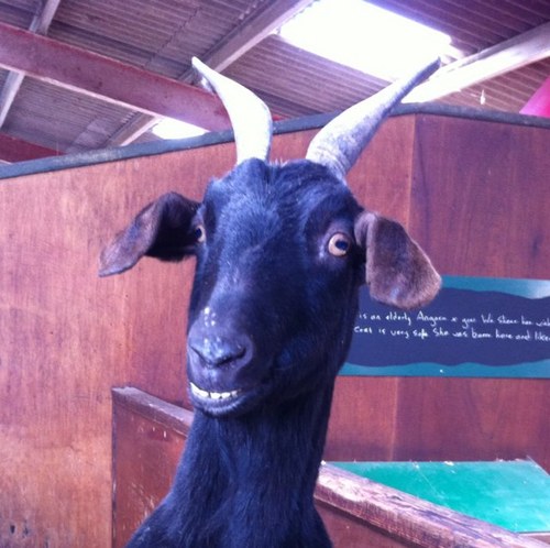 Bigwoolly1's profile picture. major league podcaster, leg warmer, albatross dressage coordinator