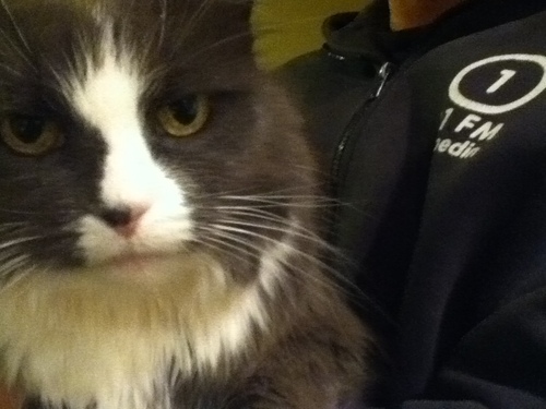 I am a kitty... and that is a scientific fact!