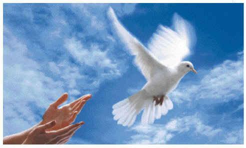 kaledony_pub's profile picture. Sondage Nom de pays : Kanaky + Caledonie = Kaledony - Votez et exprimez-vous -