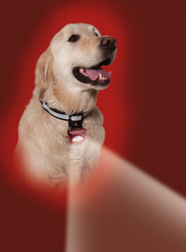 JackieSimoni's profile picture. PupLight2 gives off more light than any other dog safety light on the market. It alows you to see 30 feet ahead and helps dogs with poor vision