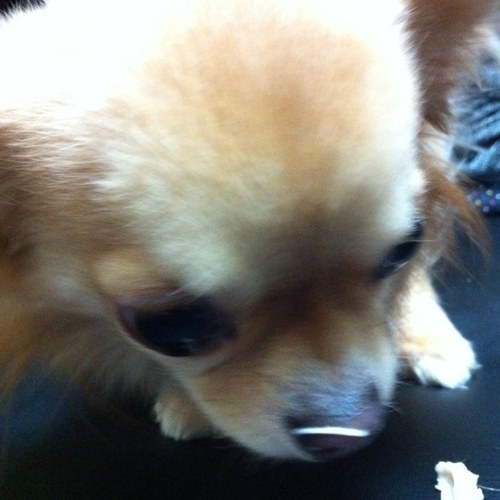 チワワ飼ってます。 アニメ、車はそこそこ好きです。 相互フォロー大歓迎です！ よろしくお願いします（＾ω＾）

ブログはチワワあまり関係ありません（笑）