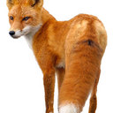 Ronn John Foxx - @RonnJohnFoxx - Twitter