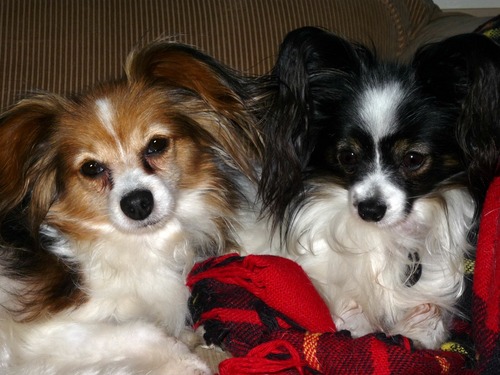 Our names are Celeste and Liberty (Ce-Ce and Libby for short)! Libby is black and white, and Ce-Ce is tri-colored! :) We are two wonderful Papillon dogs. ;P =^)