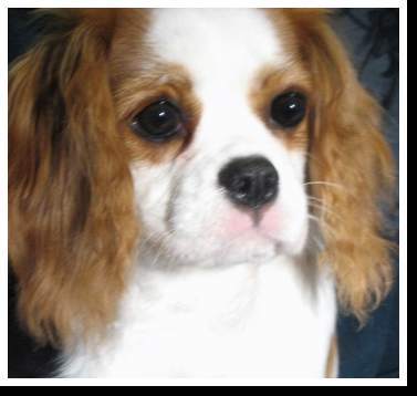 CavalierPuppies's profile picture. Cavalier King Charles Spaniel Puppies from Responsible breeder.