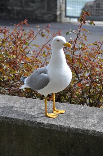 MBottamini's profile picture. la pazienza è amara ma il suo frutto è dolce - Jean Jacques Rousseau.