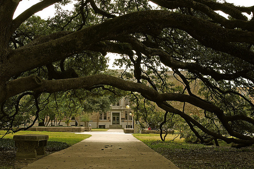 Over 100 Years old, I am known as The Century Tree, located in the heart of campus, I am a place that holds a special place in the heart of many Aggies.