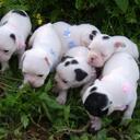 Ellen Farmer - @PUPPYLOVEKENNEL - Twitter