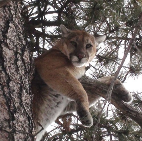 WorldClassHunts's profile picture. We offer exciting hunts for Exotics, Alligator, Elk, Antelope, Mule Deer, Bighorn Sheep, Turkey, Javelina, Bear & Mt. Lion