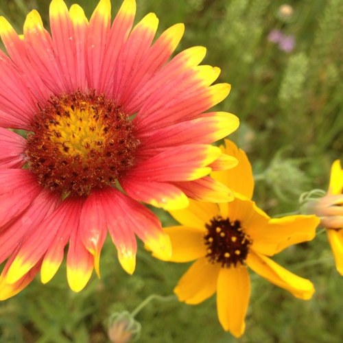 racheleahorsley's profile picture. When He comes for me, i want to be full-tilt, wide open, caught in the very act of life.