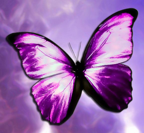 snubutterfly's profile picture. 서울대학교 청소/경비 노동자들과 함께하는 학생들의 모임인 '불안정노동 철폐를 향해 나아가는 비상! 학생대책위원회', 줄여서 '불나비'입니다! 신생 민주노조인 '일반노조 서울대분회'를 지지하고 노동자와 학생이 함께 할 수 있는 교육/연대사업을 기획하고 있습니다!