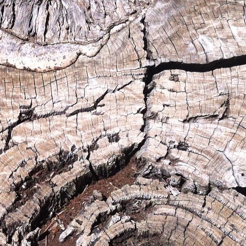 cutdawood's profile picture. 