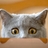 MoistKitten's profile image