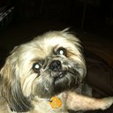 Cherie Murphy - @winston3131 - Twitter