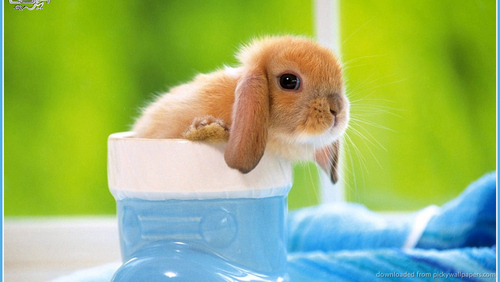 SIraniparast's profile picture. 