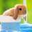 SIraniparast's profile image