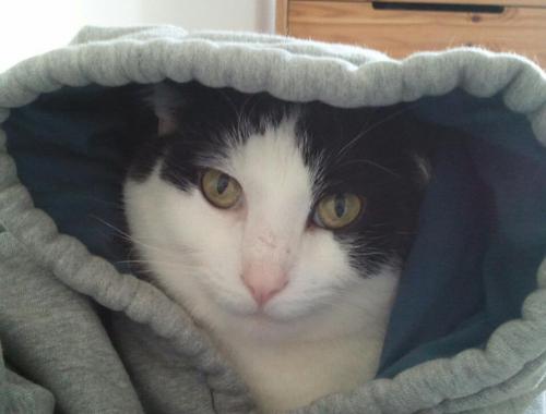 Lonelylovescats's profile picture. 