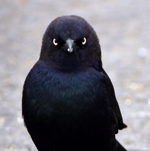 NcatBirds's profile picture. I am that Nigga. I Tweet the shit us birds see around campus. Dont be too ratchet or you may get called out #NCAT #Wingclass