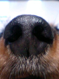 京都は鴨川の畔に生息しております無類の酒好き・犬&猫好き・落語好き・スポーツ好き・カメラ好きのおっちゃん。