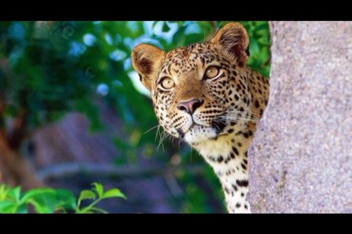 UShevkunova's profile picture. 