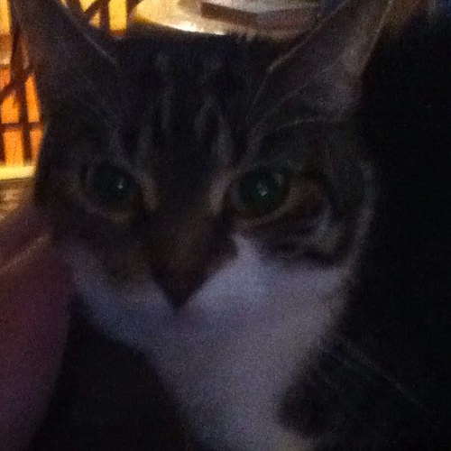 _715111096995's profile picture. I love Christmas!!