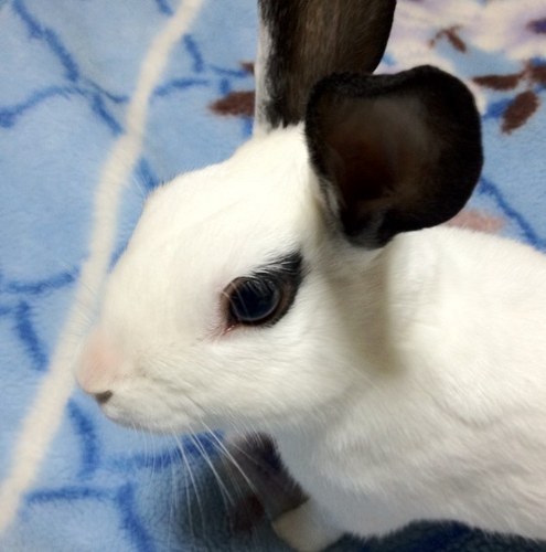 柴又さくら