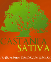 VCastaneaSativa Profile Picture