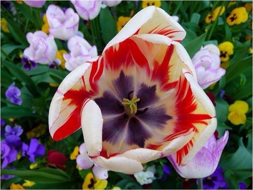 TeloGiga's profile picture. 