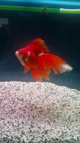 ebi07's profile picture. 引きこもり予備軍の成人。腐女子なので注意⚠️じゅに沼ってる。呪いの王推し