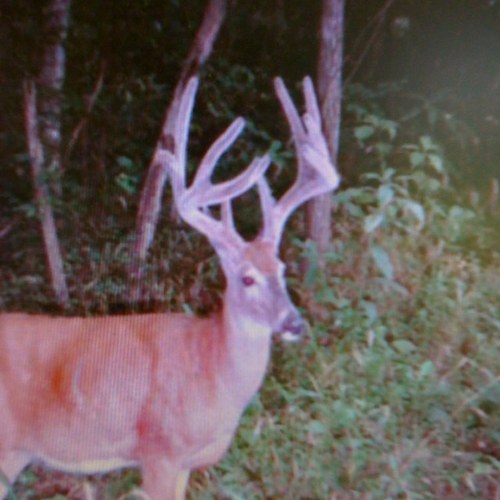 Spbrow's profile picture. 