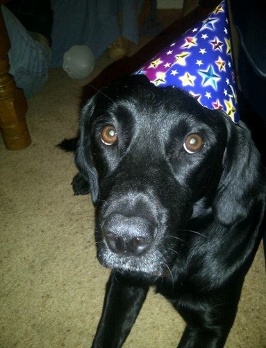 textsfromhobbs's profile picture. festival mastiff to @bristolferment and @emmitmole. likes/eats WABBITS and PHEASANTZ 
p.s. all these thoughts and 'opinions' are totally not mine