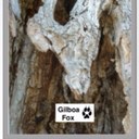 Pete Fox - @Gilboafox - Twitter